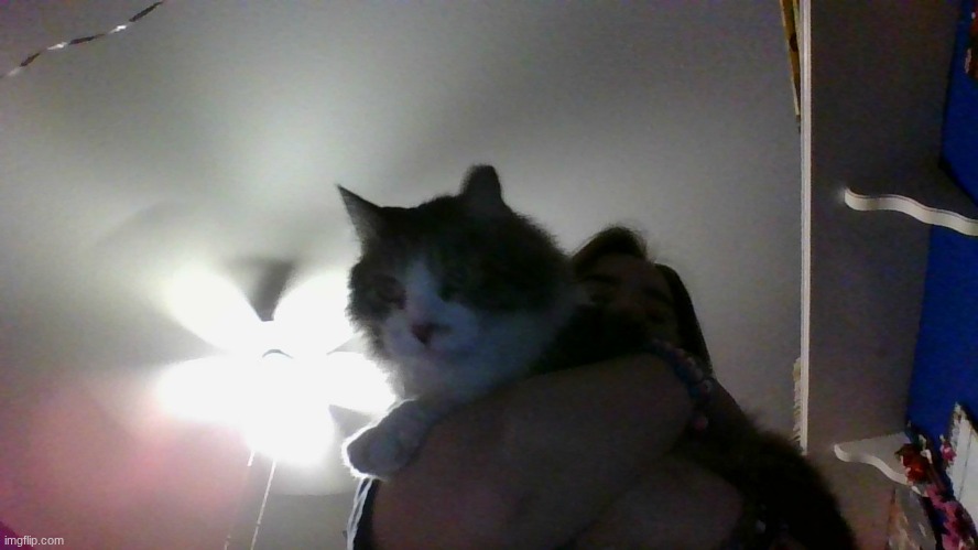 cat face reveal | made w/ Imgflip meme maker