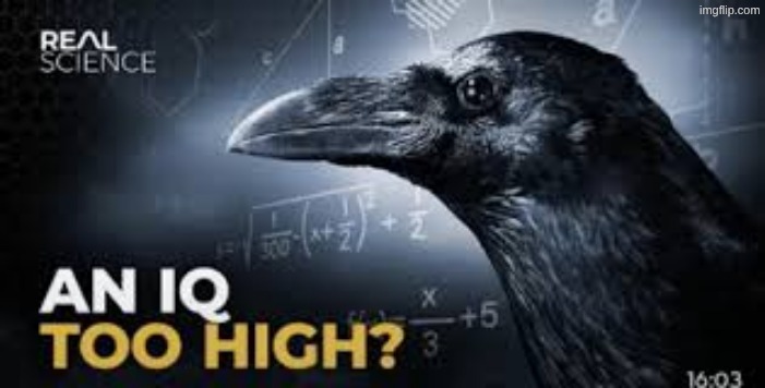 An Iq too high? | image tagged in an iq too high | made w/ Imgflip meme maker