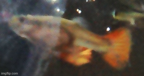 woohoo i finally found out what kind of fish marco, polo, patricia, bryce, shakespeare, and O.J. are. theyre guppies | made w/ Imgflip meme maker