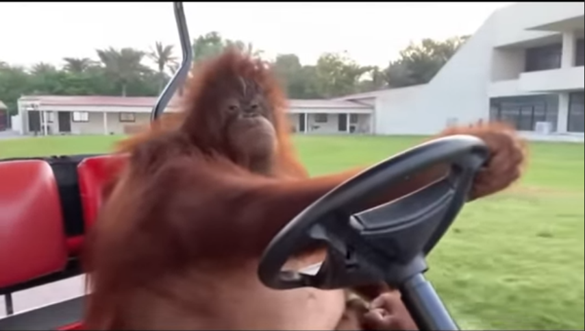 Orangutan Driving a Golfcart Blank Meme Template