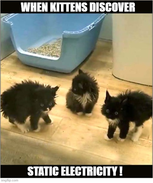 A Hair-Raising Image ! | WHEN KITTENS DISCOVER; STATIC ELECTRICITY ! | image tagged in cats,kittens,static,hair-raising | made w/ Imgflip meme maker
