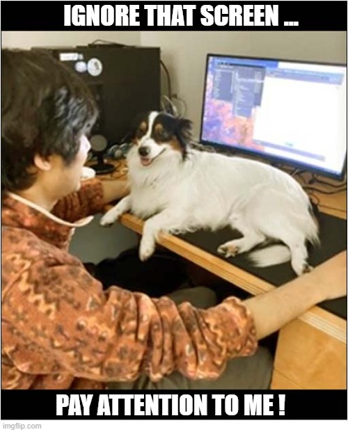 It's Not Just Cats That Do This ! | IGNORE THAT SCREEN ... PAY ATTENTION TO ME ! | image tagged in dogs,computer,pay attention | made w/ Imgflip meme maker