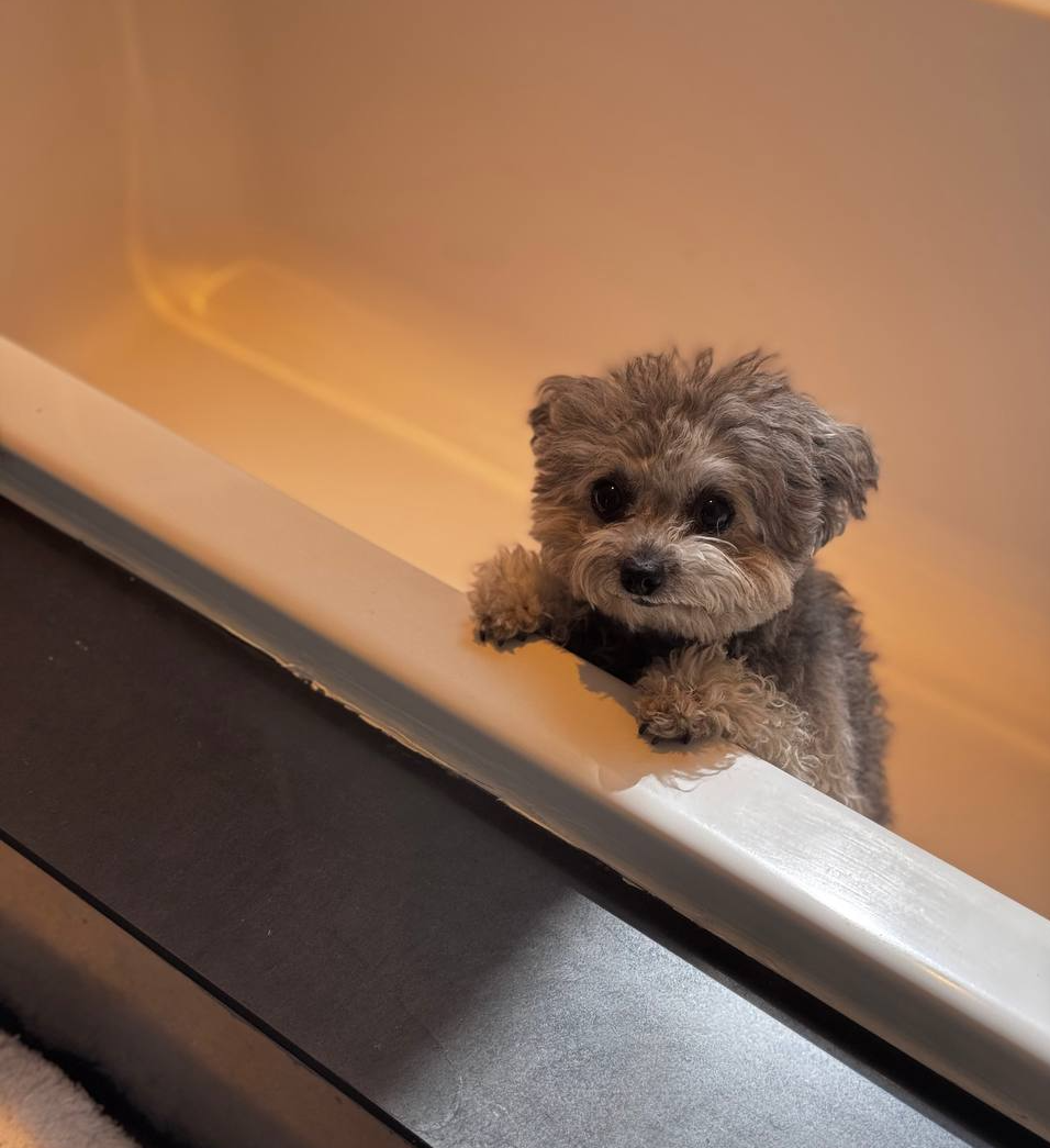 Sad Dog Blank Meme Template