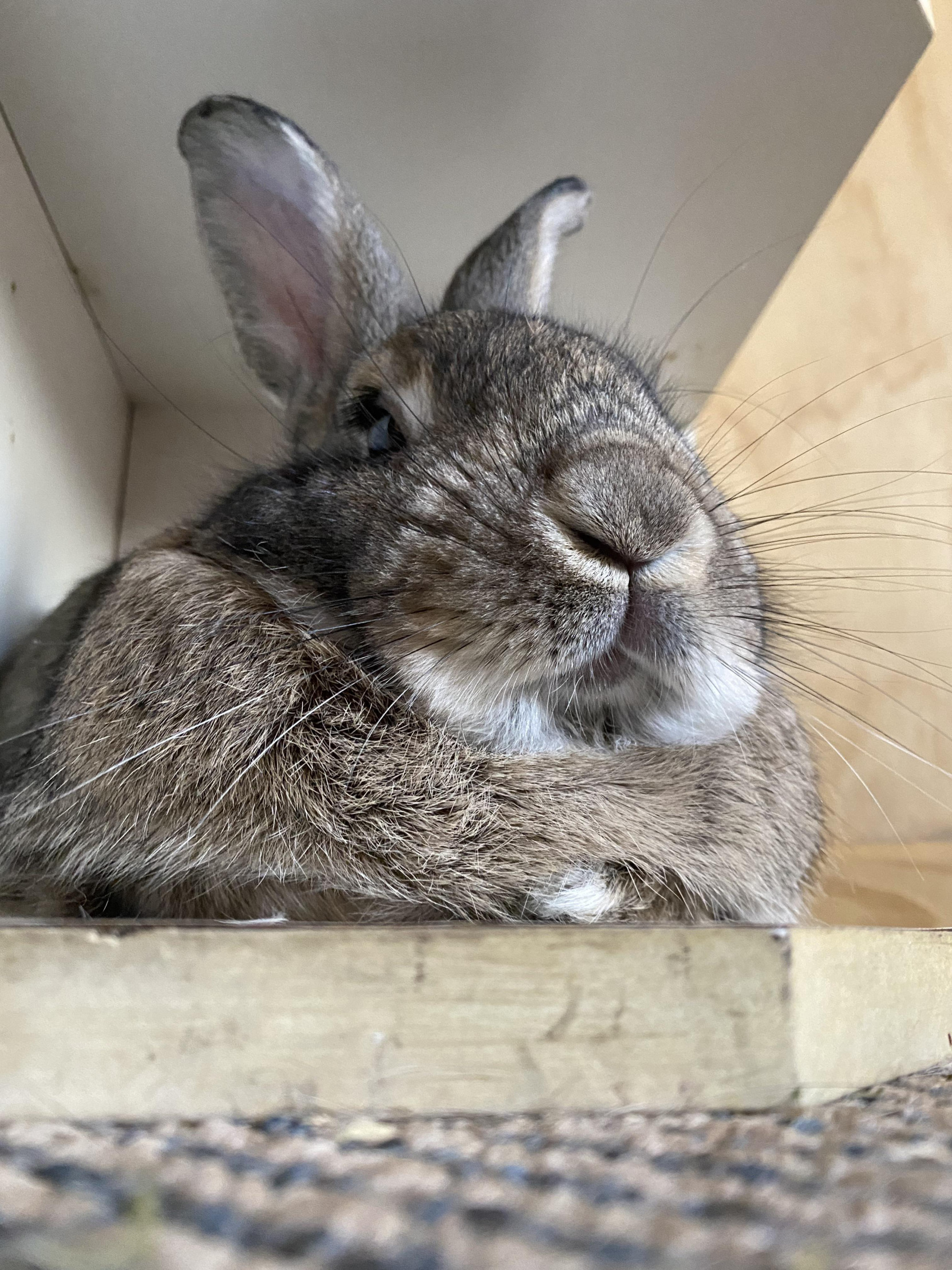 lawn clipping bunny Blank Meme Template