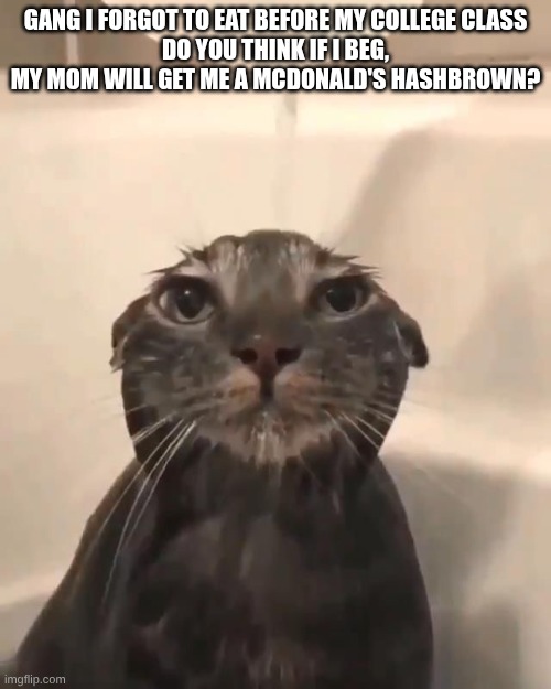 I want them hashbrowns so BAD | GANG I FORGOT TO EAT BEFORE MY COLLEGE CLASS
DO YOU THINK IF I BEG, MY MOM WILL GET ME A MCDONALD'S HASHBROWN? | image tagged in wet cat | made w/ Imgflip meme maker