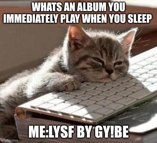 tired cat | WHATS AN ALBUM YOU IMMEDIATELY PLAY WHEN YOU SLEEP; ME:LYSF BY GY!BE | image tagged in tired cat | made w/ Imgflip meme maker