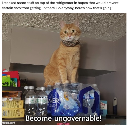 ungovernable cat | Become ungovernable! | image tagged in warrior cats | made w/ Imgflip meme maker