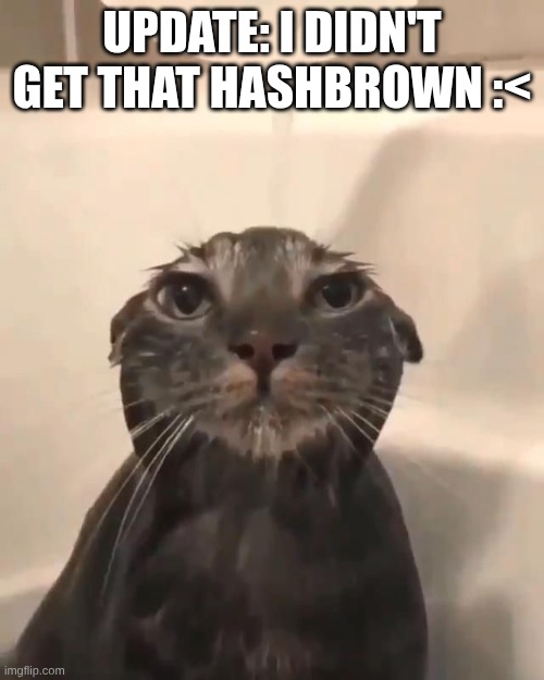 Sad day | UPDATE: I DIDN'T GET THAT HASHBROWN :< | image tagged in wet cat | made w/ Imgflip meme maker