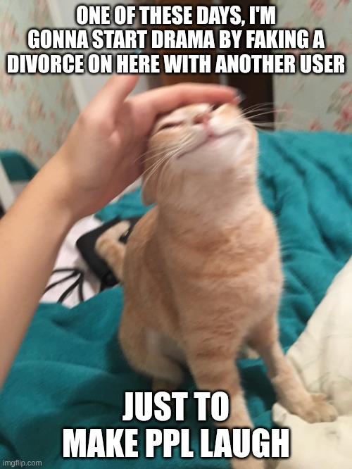 :> | ONE OF THESE DAYS, I'M GONNA START DRAMA BY FAKING A DIVORCE ON HERE WITH ANOTHER USER; JUST TO MAKE PPL LAUGH | image tagged in cat pat | made w/ Imgflip meme maker
