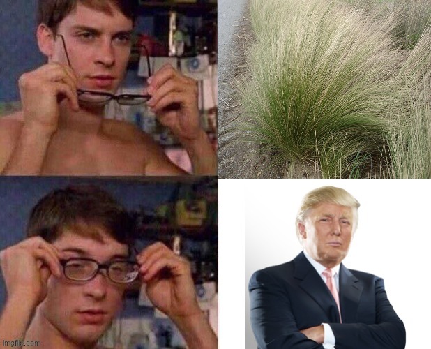 Posted this 2 months ago but felt like more people should see this | image tagged in donald trump,trump | made w/ Imgflip meme maker