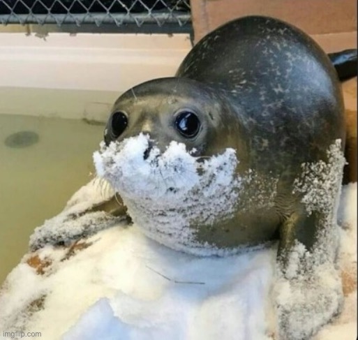 la cocaina | image tagged in la cocaina | made w/ Imgflip meme maker