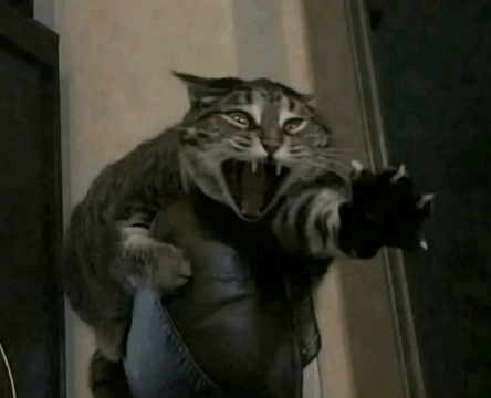 Screaming cat Blank Meme Template