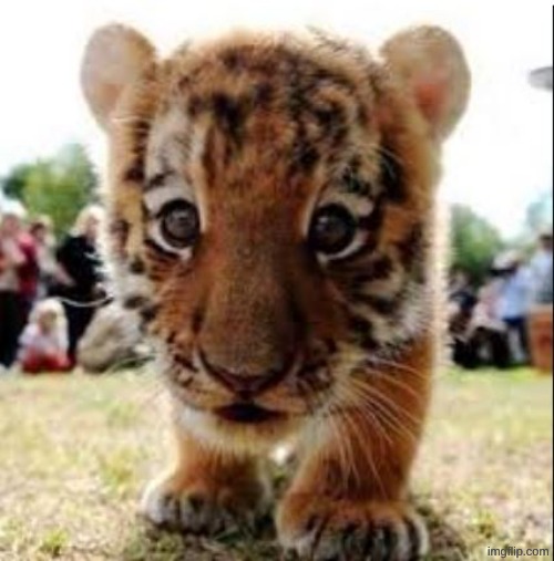 child predator | image tagged in baby tiger | made w/ Imgflip meme maker
