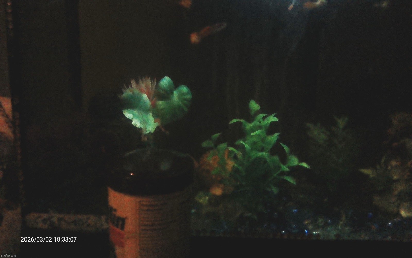 I love my fish so much. They really truly make me feel not as lonely as I usually am ^^ | made w/ Imgflip meme maker