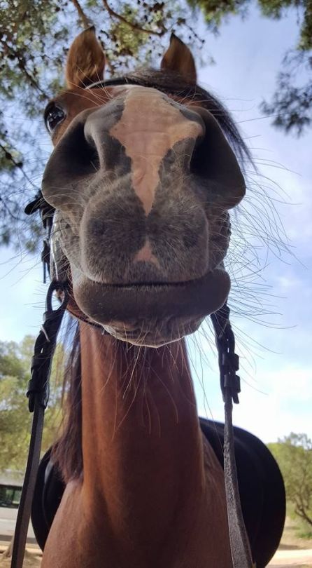 Horse staring at camera Blank Meme Template