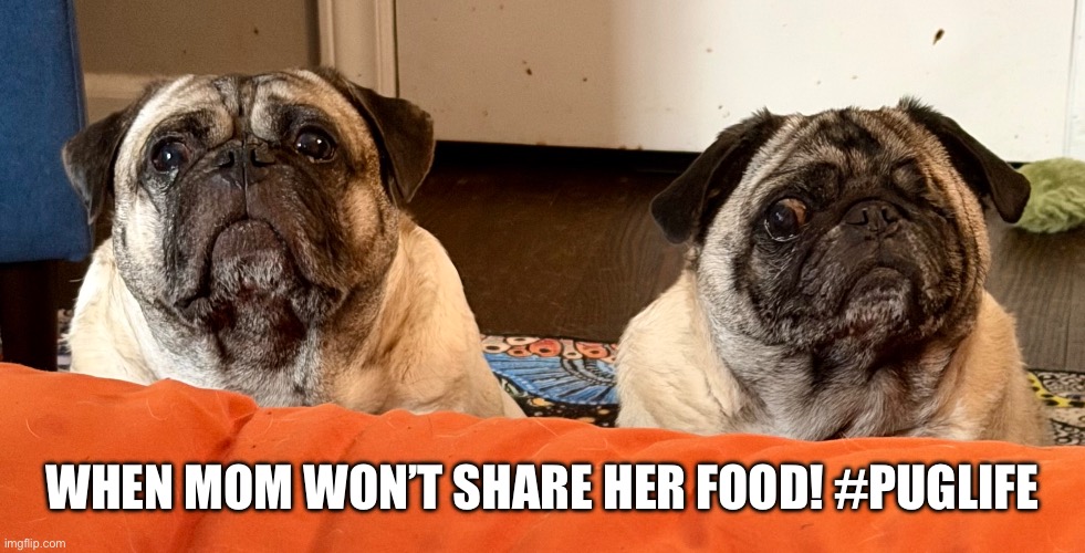 Food drama | WHEN MOM WON’T SHARE HER FOOD! #PUGLIFE | image tagged in funny dogs | made w/ Imgflip meme maker