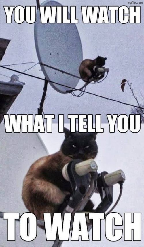 We Must Wath What He Says | image tagged in cats,funny cats,tv,satellite,fat cat,fat ass | made w/ Imgflip meme maker