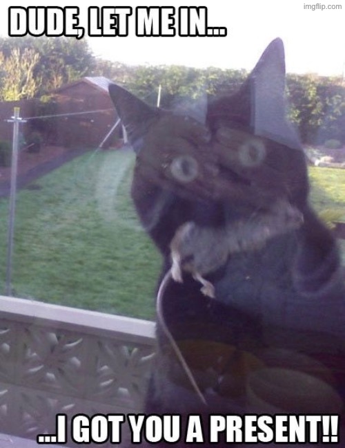 A Present | image tagged in cats,funny cats,mice,gifts,let me in,turd | made w/ Imgflip meme maker