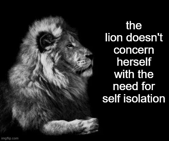 the lion.. | the lion doesn't concern herself with the need for self isolation | image tagged in the lion | made w/ Imgflip meme maker