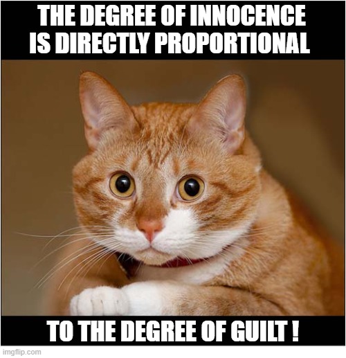 That Look ! | THE DEGREE OF INNOCENCE IS DIRECTLY PROPORTIONAL; TO THE DEGREE OF GUILT ! | image tagged in cats,that look,innocence,guilt | made w/ Imgflip meme maker