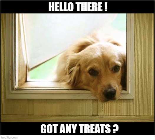 How Could You Resist ? | HELLO THERE ! GOT ANY TREATS ? | image tagged in dogs,hello there,treats | made w/ Imgflip meme maker