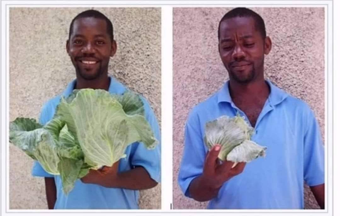 Disappointed Cabbage Man Blank Meme Template