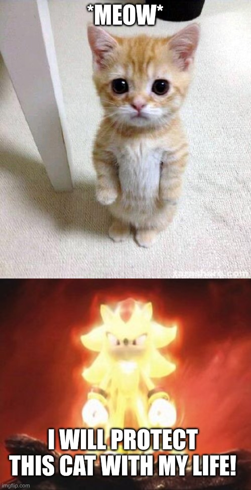 *MEOW*; I WILL PROTECT THIS CAT WITH MY LIFE! | image tagged in memes,cute cat,super shadow | made w/ Imgflip meme maker