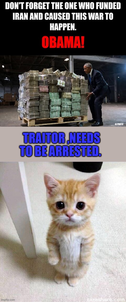 TRAITOR ,NEEDS TO BE ARRESTED. | image tagged in memes,cute cat | made w/ Imgflip meme maker