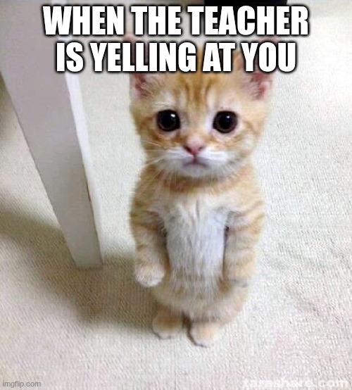 Cute Cat | WHEN THE TEACHER IS YELLING AT YOU | image tagged in memes,cute cat | made w/ Imgflip meme maker