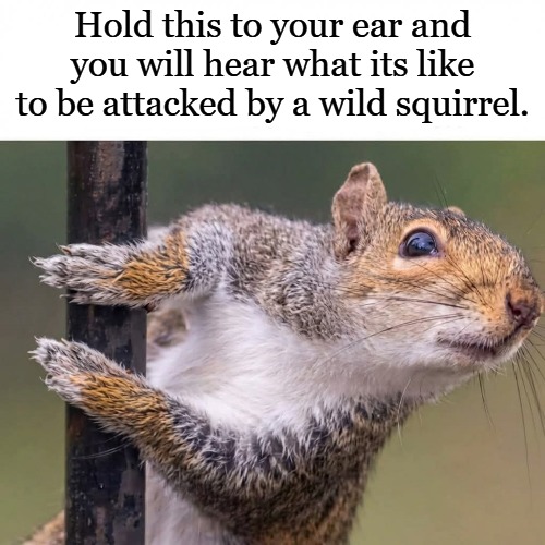 hold this to your ear | Hold this to your ear and you will hear what its like to be attacked by a wild squirrel. | image tagged in attack,squirrel | made w/ Imgflip meme maker