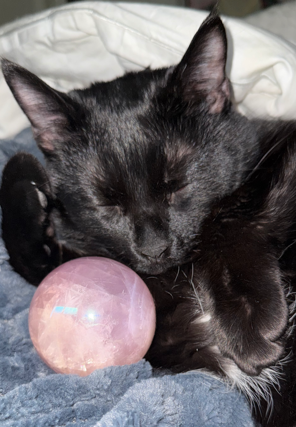 Psychic cat Blank Meme Template