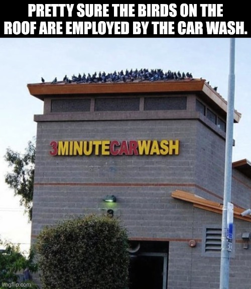 Pretty Sure The Birds Are Employeed By The Car Wash | PRETTY SURE THE BIRDS ON THE ROOF ARE EMPLOYED BY THE CAR WASH. | image tagged in chrisjoines1 | made w/ Imgflip meme maker