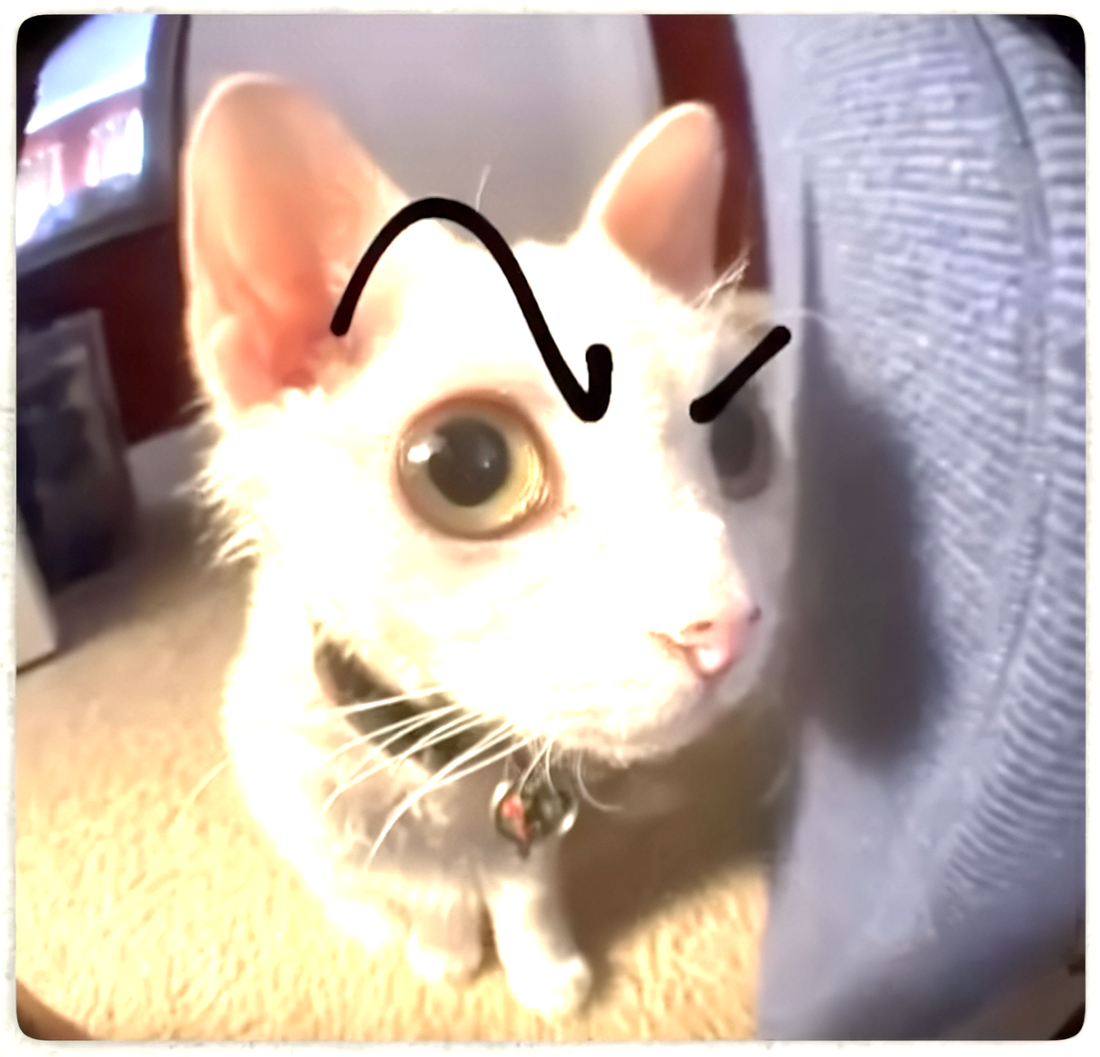 cat orly Blank Meme Template