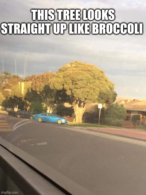 This Tree Looks Straight Up Like Broccoli | THIS TREE LOOKS STRAIGHT UP LIKE BROCCOLI | image tagged in chrisjoines1 | made w/ Imgflip meme maker