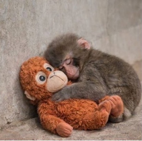 Punch Blank Meme Template