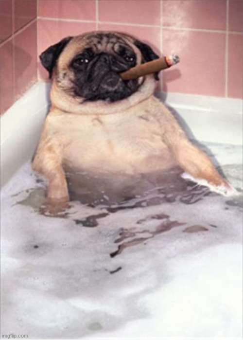 image tagged in pug dog cigar bubble bath | made w/ Imgflip meme maker