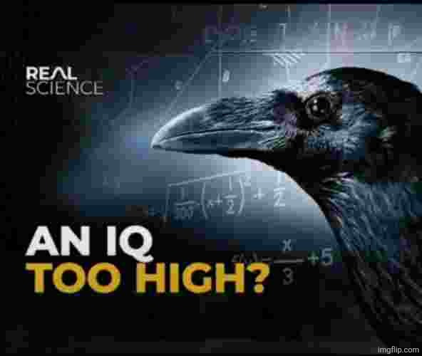 an iq too high? | image tagged in an iq too high | made w/ Imgflip meme maker