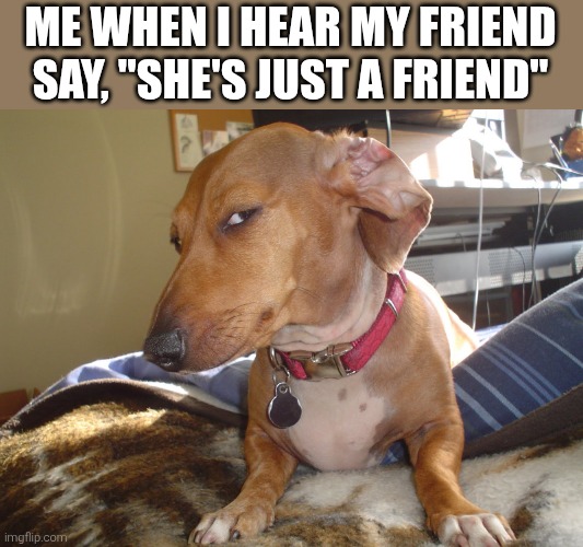 I'd rather trust a car with no breaks | ME WHEN I HEAR MY FRIEND SAY, "SHE'S JUST A FRIEND" | image tagged in suspicious dog,friends | made w/ Imgflip meme maker