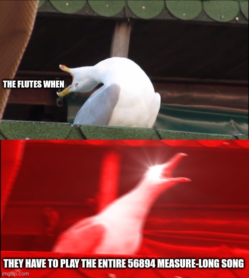 band | THE FLUTES WHEN; THEY HAVE TO PLAY THE ENTIRE 56894 MEASURE-LONG SONG | image tagged in deep breath seagull | made w/ Imgflip meme maker