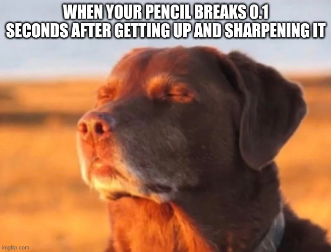 Is this relatable or just me | WHEN YOUR PENCIL BREAKS 0.1 SECONDS AFTER GETTING UP AND SHARPENING IT | image tagged in dog accepting fate,funny animals | made w/ Imgflip meme maker