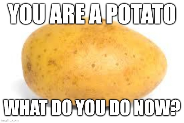 Potato RP | YOU ARE A POTATO; WHAT DO YOU DO NOW? | image tagged in potato | made w/ Imgflip meme maker