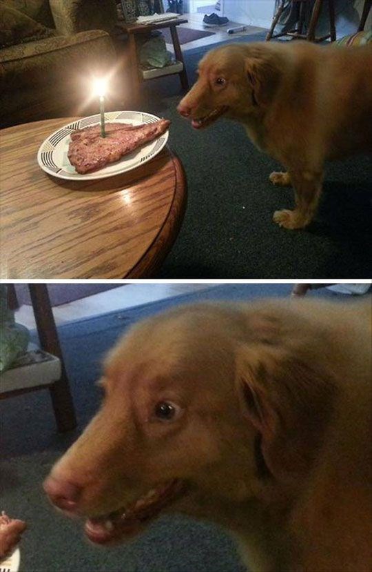 Happy Dog Gets A Steak Blank Meme Template