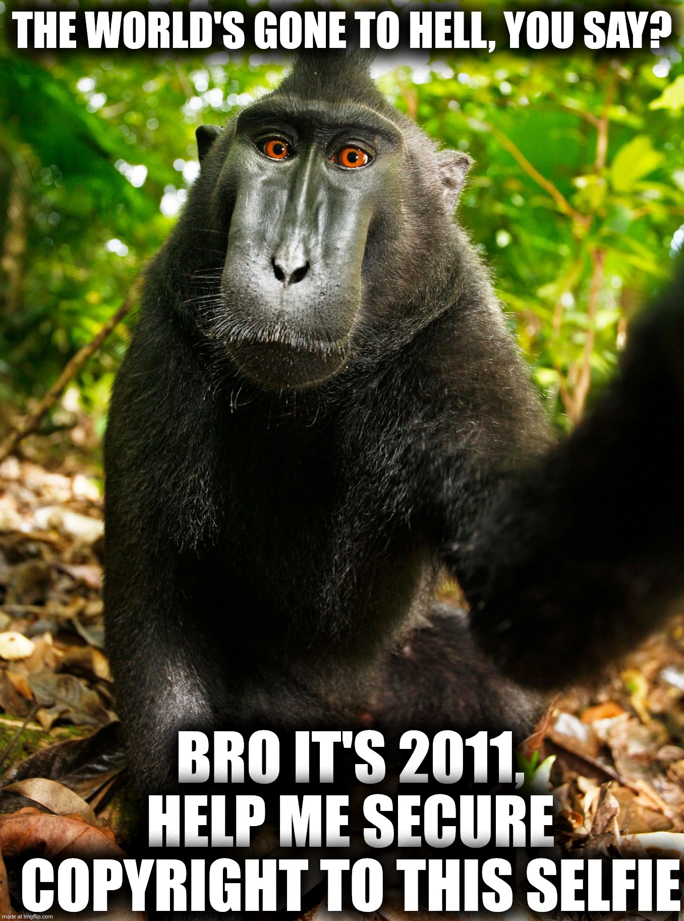 ffbd59 | THE WORLD'S GONE TO HELL, YOU SAY? BRO IT'S 2011, HELP ME SECURE COPYRIGHT TO THIS SELFIE | image tagged in monkey selfie | made w/ Imgflip meme maker