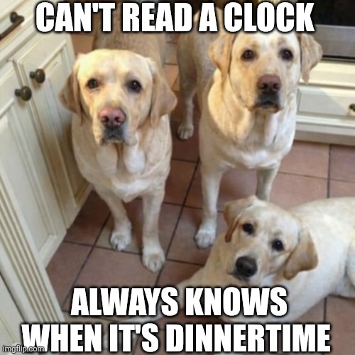 Can't Read A Clock | CAN'T READ A CLOCK; ALWAYS KNOWS WHEN IT'S DINNERTIME | image tagged in chrisjoines1 | made w/ Imgflip meme maker