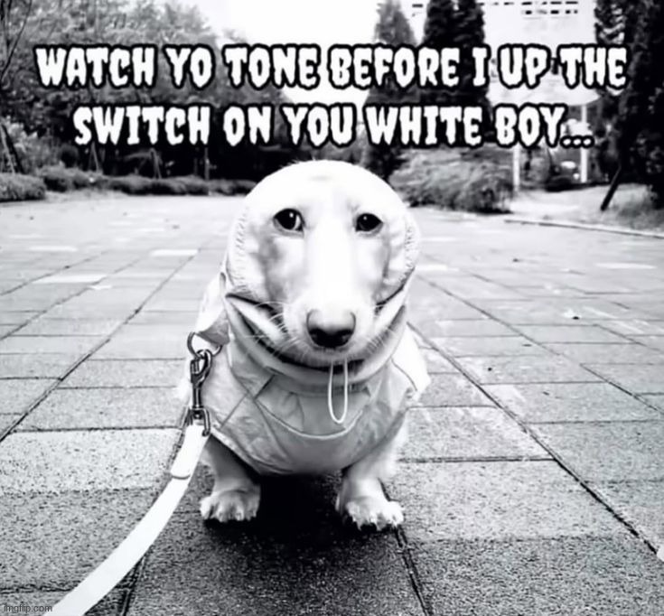 watch yo tone before i up the switch on you white boy | image tagged in watch yo tone before i up the switch on you white boy | made w/ Imgflip meme maker