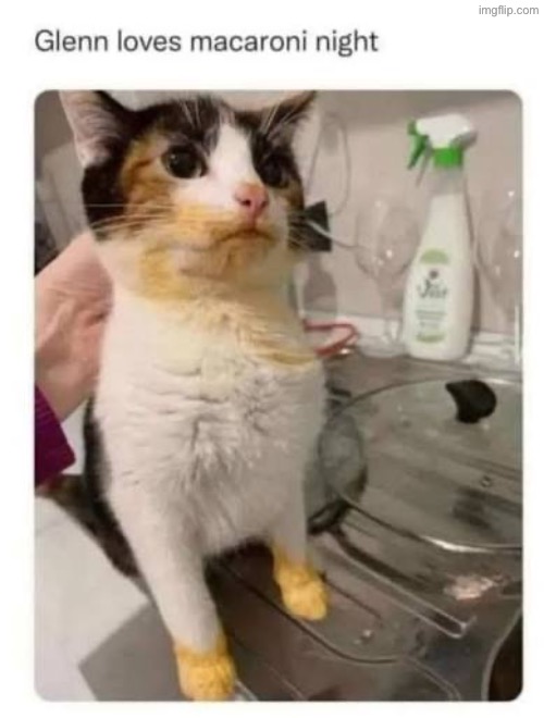 Thieving Turd | image tagged in cats,funny cats,mac and cheese,stealing,totally busted,thief | made w/ Imgflip meme maker