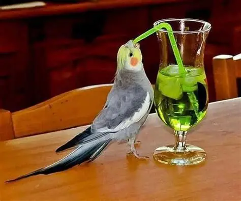 Cockatiel Big Sip Blank Meme Template