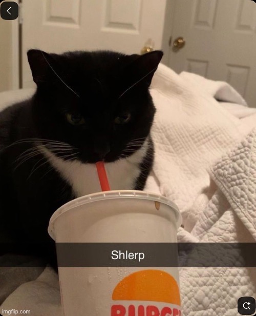 Shlerp | image tagged in cute cat | made w/ Imgflip meme maker