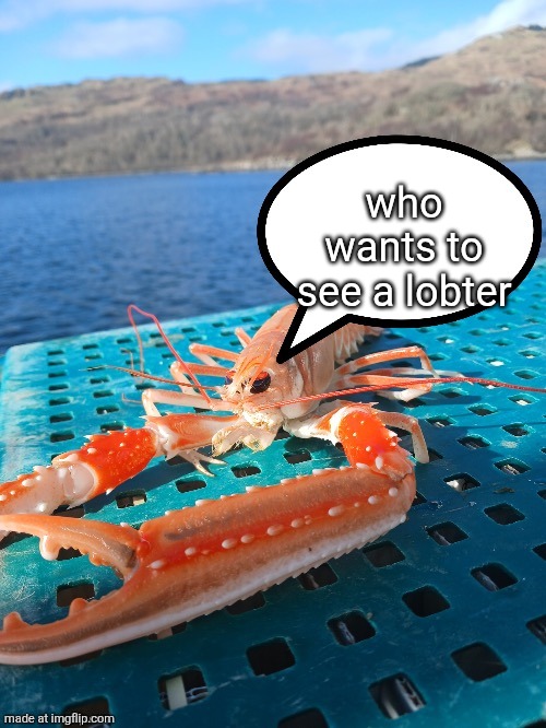 hi chat | who wants to see a lobter | image tagged in speech bubble prawn | made w/ Imgflip meme maker
