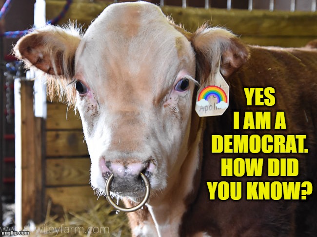 Lucky Guess | YES I AM A DEMOCRAT. HOW DID YOU KNOW? | image tagged in demcrat,liberals,nose ring,democrats,leftist,evil cows | made w/ Imgflip meme maker
